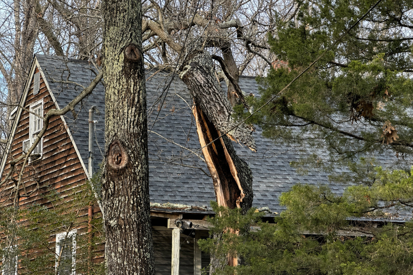 Emergency tree service in Beverly Hills, CA