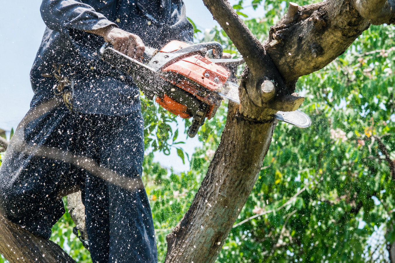 Tree removal in Beverly Hills, CA